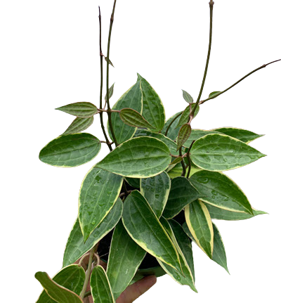 Macrophylla Green